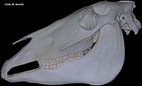 Horse Skull