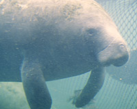 Manatee