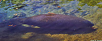 Manatee