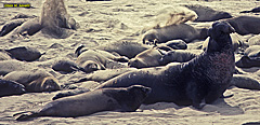 Northern Elephant Seals