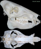 Peccary Skull