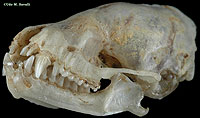 Fruit Bat Skull