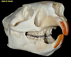 Porcupine Skull