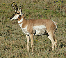 Pronghorn