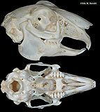 Rabbit Skull