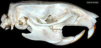 Rat Skull