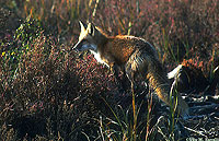 Red Fox