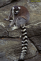 Ring-tailed Lemur