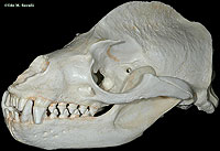 Sea Lion Skull