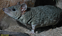 Shorttailed Opossum