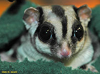 Sugar Glider