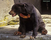 Sun Bear