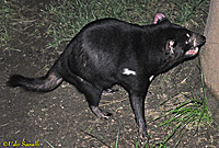 Tasmanian Devil