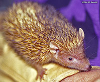 Tenrec