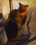 Tree Kangaroo