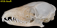 Tree Shrew Skull