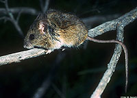 W Harvest Mouse