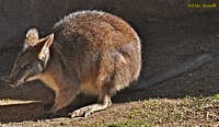 Wallaby