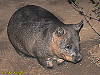 Wombat