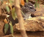 Yellow-spotted Hyrax