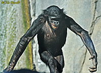 Bonobo