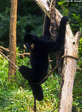 Crested Gibbon