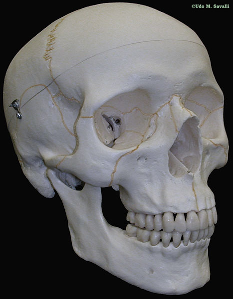 Human Skull plain