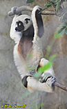 Sifaka