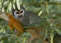 Squirrel Monkeys