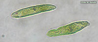 Euglena