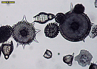 Radiolarians 2