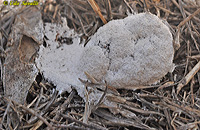 Slime Mold