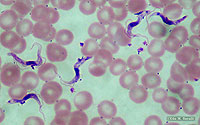 Trypanosoma