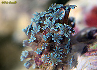 Blue Octocoral