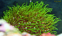 Green Star Polyps