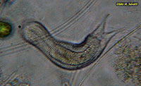 Chaetonotus Gastrotrich