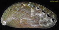 Abalone Shell