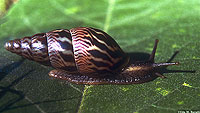 African Giant Snail