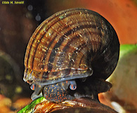 Apple Snail