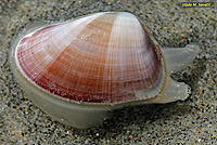 Bean Clam