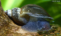 Bladder Snail