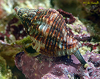 Cantharus Snail