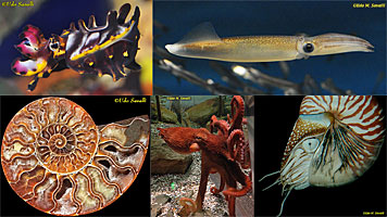 Cephalopod Composite