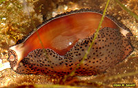 Chestnut Cowry