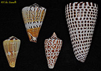 Cone Shells