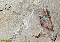 Dorateuthis fossil