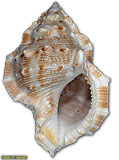 Gastropod Shell