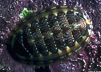 Lined Chiton