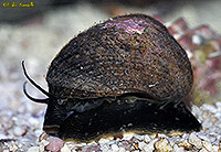 Margarite Snail