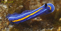 Porter's Chromodorid